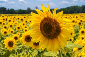 We did not find results for: Sunflowers In Rutledge Georgia Stephen L Tabone Nature Photography
