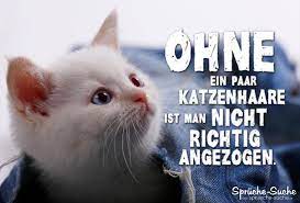 Spruche Kurz 2020 Spruche Uber Katzen
