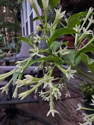Image result for Cestrum nocturnum