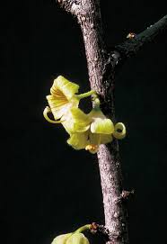 Image result for Sterculia rogersii