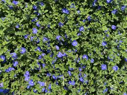 Image result for Evolvulus