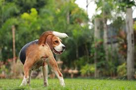 Their powerful noses can also detect viruses, bacteria, and signs of cancer in a person's body or bodily fluids. Anal Sac Adenocarcinoma In Dogs Symptoms Causes Diagnosis Treatment Recovery Management Cost