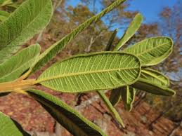 Image result for Ozoroa nitida