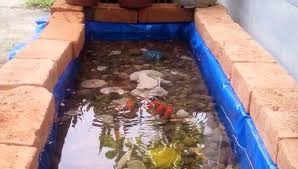 Sebanyak 41 persen dari jumlah spesies ikan diketahui hidup di air tawar. Cara Budidaya Ikan Hias Air Tawar Agar Untung Hadi Terpal