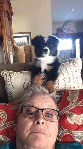 CH Walmar's Peppermint Patty winning BISw at the '91 Hoosier DC Specialty  under breeder/judge John Brading for Mary Jones of KY.