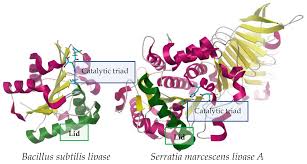 Image result for Lipase