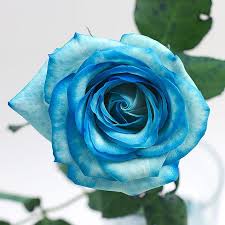 Black And Blue Roses Delivery Florist Works Australia Flowers And Florists Flowers Beautiful Flowers Blue Roses