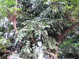 Image result for Aphanamixis