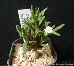 Image result for Macrotyloma densiflorum