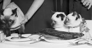 Development and validation of a body condition score system for cats: 8 Best Cat Foods 2019 The Strategist New York Magazine