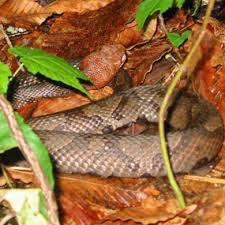 Watch your step, more venomous snakes are emerging from their dens around kentucky. Snakes Safety New River Gorge National Park And Preserve U S National Park Service