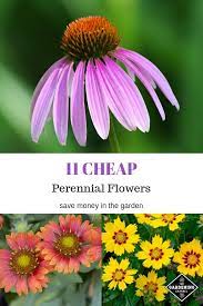 You can even call them cheap flowers. Inexpensive Perennial Flowers For Your Garden Gardening Channel