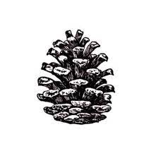 Pine Cone Large Unmounted Rubber Stamp 19 Pine Cone Drawing Pine Cones Stamp