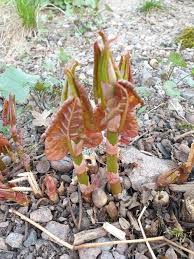 Image result for site:byggahus.se stammar