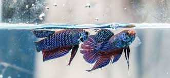 The breeding pair should be conditioned before breeding. Basics On Breeding Betta Fish