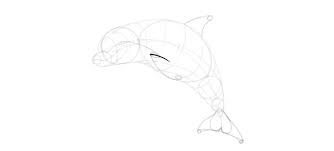 Wie Zeichnet Man Einen Delphin Schritt Fur Schritt Design Illustration Website Entwicklung Computerspiele Und Mobile Anwendungen