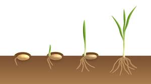 Misalnya kita mau menanam wortel. Ciri Ciri Tumbuhan Monokotil Dan Perbedaannya Dengan Dikotil Hot Liputan6 Com
