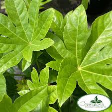 Image result for Alafia orientalis