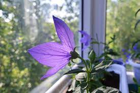 Products.bestreviews.com has been visited by 1m+ users in the past month Best Indoor Plants For Spring Apartmentguide Com
