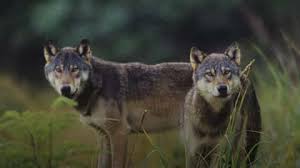 Wolf Sighting' Turns Out To Be Roving Pack Of Saint Bernards: Officials