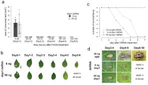 Get rid of house mice get rid of bats pigeon repellants raccoon prevention. Oral Rnai Of Diap1 In A Pest Results In Rapid Reduction Of Crop Damage Biorxiv