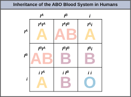 Some of the worksheets displayed are amoeba sisters video recap, amoeba sisters video recap alleles and genes, amoeba sisters answer key. Multiple Alleles Biology For Non Majors I