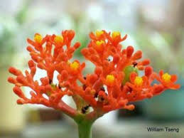 Image result for Corallocarpus welwitschii