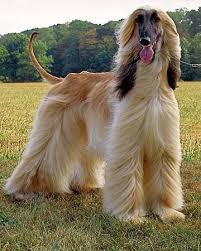 28% off electric oil head hair clipper professional barbershop cordless hair clippers men shaving machine trimmer. B What Are You Even Waiting For B Print This Shizz Out And Bring It To The Nearest Salon Afghan Hound Dog Breeds Dogs
