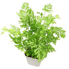 Image result for Pteris preussii