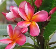 Pin On Flowers