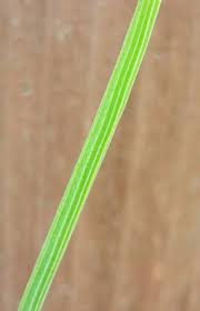 Image result for Oryzidium barnardii