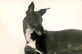 We did not find results for: Greyhound Adoption League Of Texas Inc Reviews And Ratings Dallas Tx Donate Volunteer Review Greatnonprofits