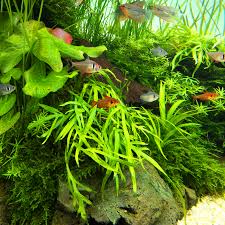 Image result for Microsorum