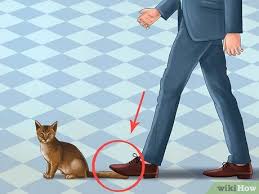 Well, the answer harks back to my very first spring. How To Treat A Cat With A Tail Pull Injury 12 Steps