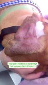 Image result for abscess dog's ear flap