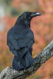 crow by fernando sanchez de castro on 500px raven bird crow bird crow