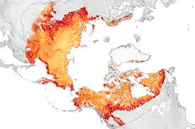 permafrost becoming a carbon source