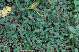 Image result for Oplismenus undulatifolius