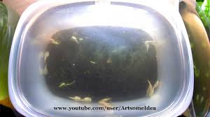 Triops Growing Time Lapse In 15 Days Artsome Idea