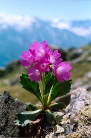 Image result for Primulaceae