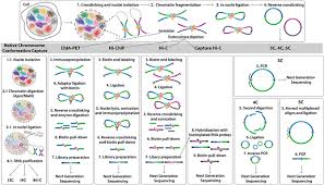 Maintenance planner supporting hybrid use cases. Shaping Up The Embryo The Role Of Genome 3d Organization Springerlink