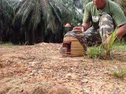 Contact terkukur berapi official on messenger. 8 Bird Sound Ideas Bird Youtube Building Raised Garden Beds