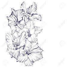 Floral Blooming Gladiolus Hand Drawn Illustration Sketch Gladiolus Flower Tattoos Petunia Tattoo How To Draw Hands