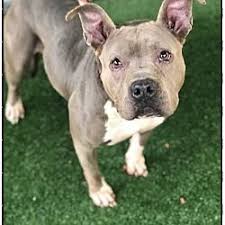 Friends Of Shelter Animals For Cobb In Marietta Georgia In 2020 Pitbull Terrier Pet Adoption Animals