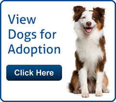 Every day, you can adopt a pet in a petco store. Miniature Dogs For Adoption Near Me