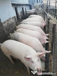 Adaugat la 20:53, 20 noiembrie 2017. Porci De Vanzare 100kg 200kg Purcei 3 5 Luni Adroe Zoo