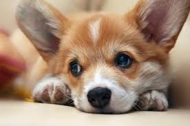 L am attempting to adopt direct from the sheiters. Good Looking Welsh Corgi Puppies For Sale For Sale In Ontario California Classified Americanlisted Com