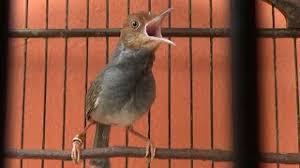 Cara membedakan anakan burung cici padi jantan dan betina sumber akurat. 8rrcwdj6qycpkm