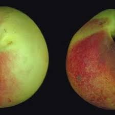 Fruit trees in dreams can mean a variety of things. Double Fruit Twin Fruit Download Scientific Diagram