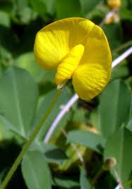 Image result for Arachis